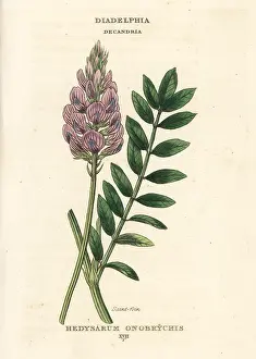 Onobrychis: Saintfoin, Onobrychis viciifolia