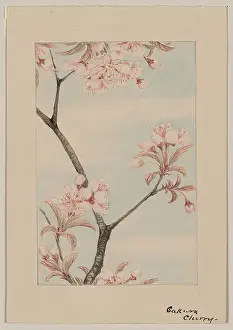 Sakura: Sakura cherry