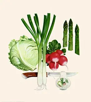 Salad: Salad in Progress