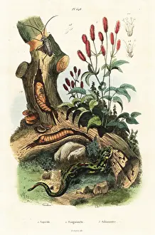 Adolph Fries: Salamander, beetle and great burnet