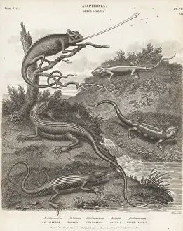 Orme And Brown: Salamander, chamaeleon and other lizards