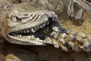 Duban: Salamander, Chateau Royal de Blois, Loir-et-Cher, France