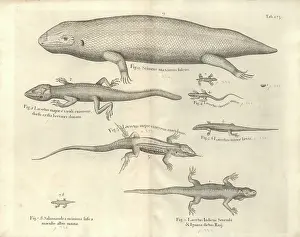 Lacertilia: Salamander illustration