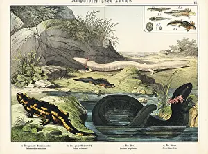 Gotthilf: Salamander, newt, olm and siren