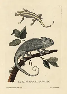 Auserlesenes: Salamander species and Indian chameleon
