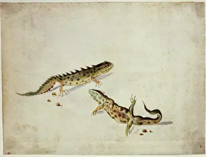 Newt: Salamanders