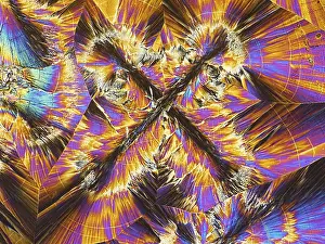 Microscopy: Salicin Crystals, Polarized LM
