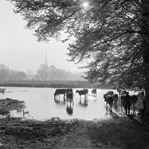 Harnham: Salisbury, Wiltshire