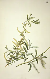 Dionysius: Salix alba L. willow