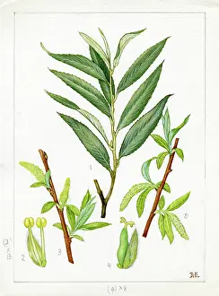 Chichester: Salix alba - white willow