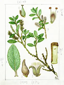 Catkins: Salix arbuscula - mountain willow