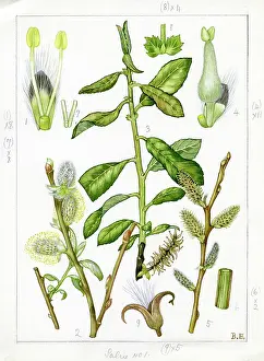Catkin: Salix atrocinerea - grey willow