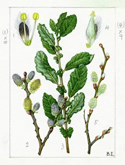 Catkins: Salix aurita - eared willow