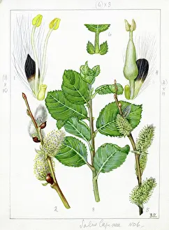 Pussy: Salix caprea - goat willow