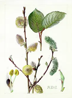 Catkins: Salix caprea - goat willow