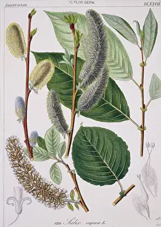 Catkin: Salix caprea, goat willow tree