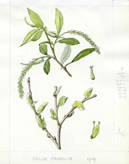 Damp: Salix fragilis - crack willow