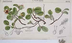 Salix: Salix herbacea L. DLVII, dwarf willow