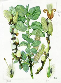 Cruickshank: Salix lanata - woolly willow
