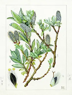 Braemar: Salix lapponum - downy willow