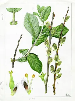 Catkins: Salix nigricans - dark-leaved willow