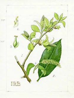 Catkin: Salix pentandra - bay willow