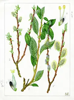 Catkins: Salix phylicifolia - tea-leaved willow