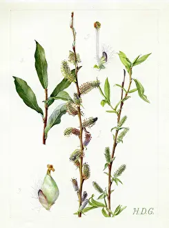 Osier: Salix purpurea - purple willow
