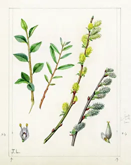 Leaved: Salix repens - creeping willow