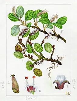 Catkins: Salix reticulata - net-leaved willow