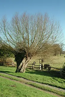 Salix: Salix sp. willow