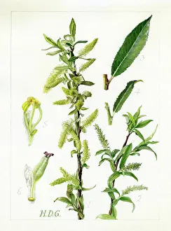 Almond: Salix triandra - almond willow