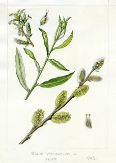 Osier: Salix viminalis - common osier