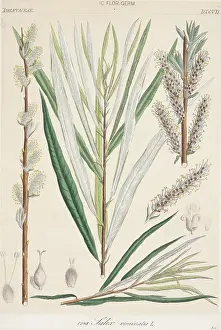 Pussy: Salix viminalis, osier willow