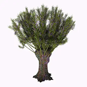 Multi Colored: Salix viminalis shrub on white background