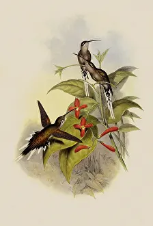 Hermit: Salle's Hermit, PhaEothornis Augusti