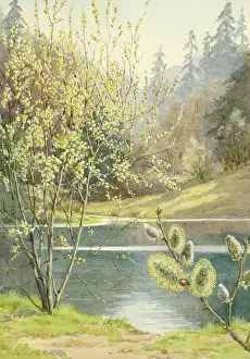 Sallow: Sallow in landscape with lake
