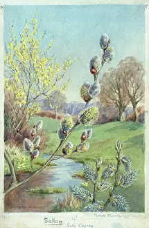 Sallow: Sallow ? in landscape with river