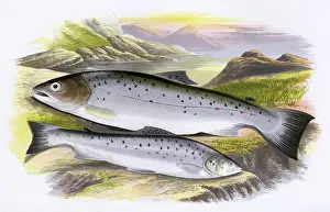 Spots: Salmo cambricus, or Young Salmon