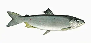 Spots: Salmo cambricus, or Young Salmon
