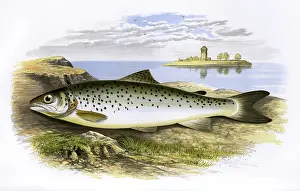 Spots: Salmo coecifer, or Loch Leven Trout