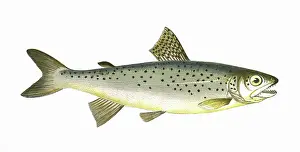 Spots: Salmo coecifer, or Loch Leven Trout