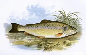 Spots: Salmo fario, or Common Trout