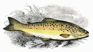 Spots: Salmo fario, or Common Trout
