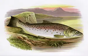 Spots: Salmo ferox, or Ferox Trout