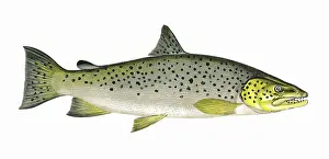 Spots: Salmo ferox, or Ferox Trout