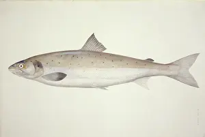 Salmoniformes: Salmo salar, Atlantic salmon