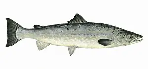 Salmo: Salmo salar, or Atlantic Salmon