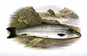 Spots: Salmo salar, or Atlantic Salmon (Grilse)