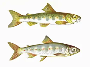 Spots: Salmo salar, or Parr and Samlet